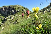 26 Genziana puntata (Gentiana punctata)